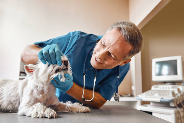  Lincoln Park, NJ Emergency Dentist Pros